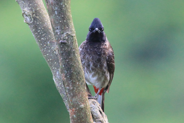 Red-vented Buulbuul